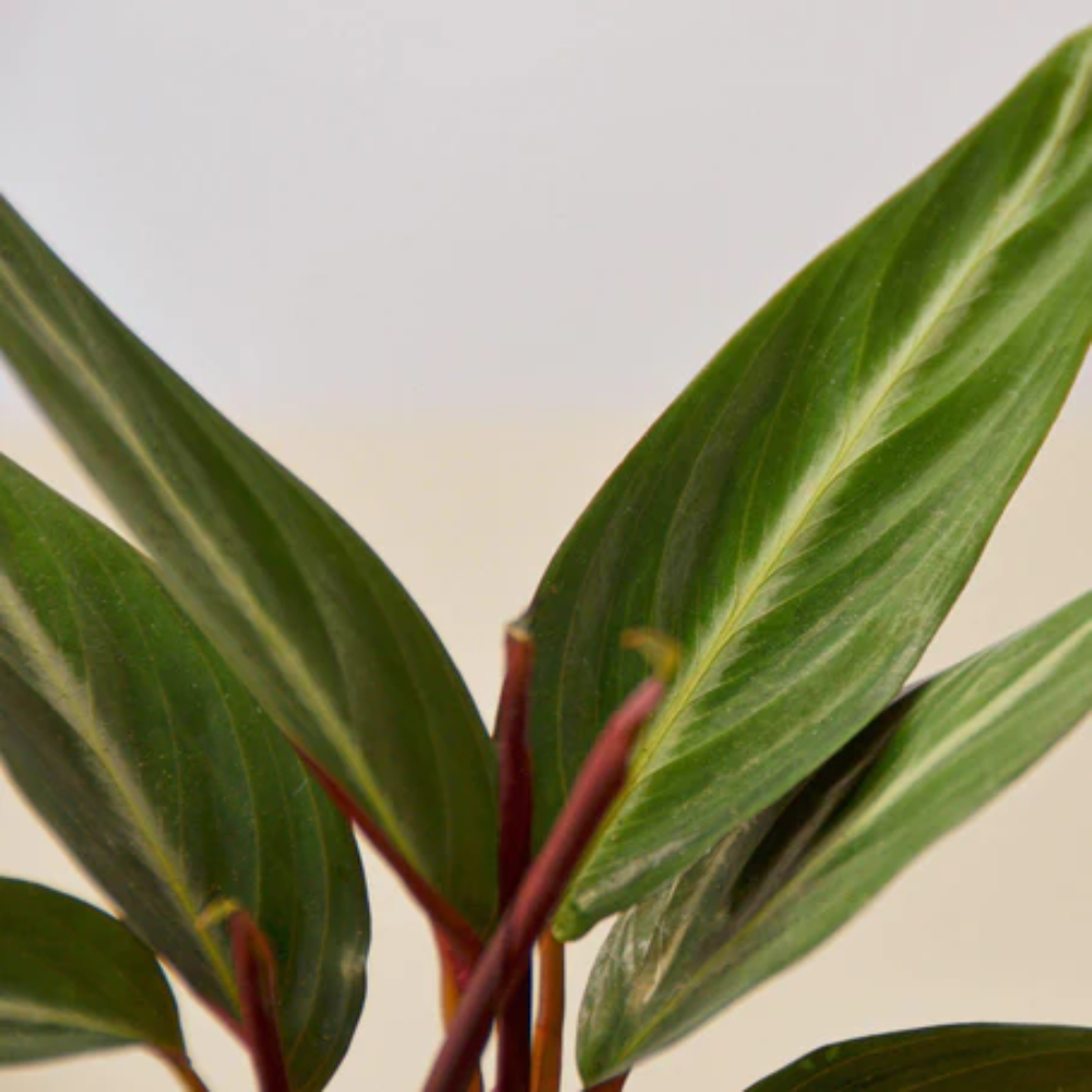 Stromanthe Sanguinea - Thumbnail 5