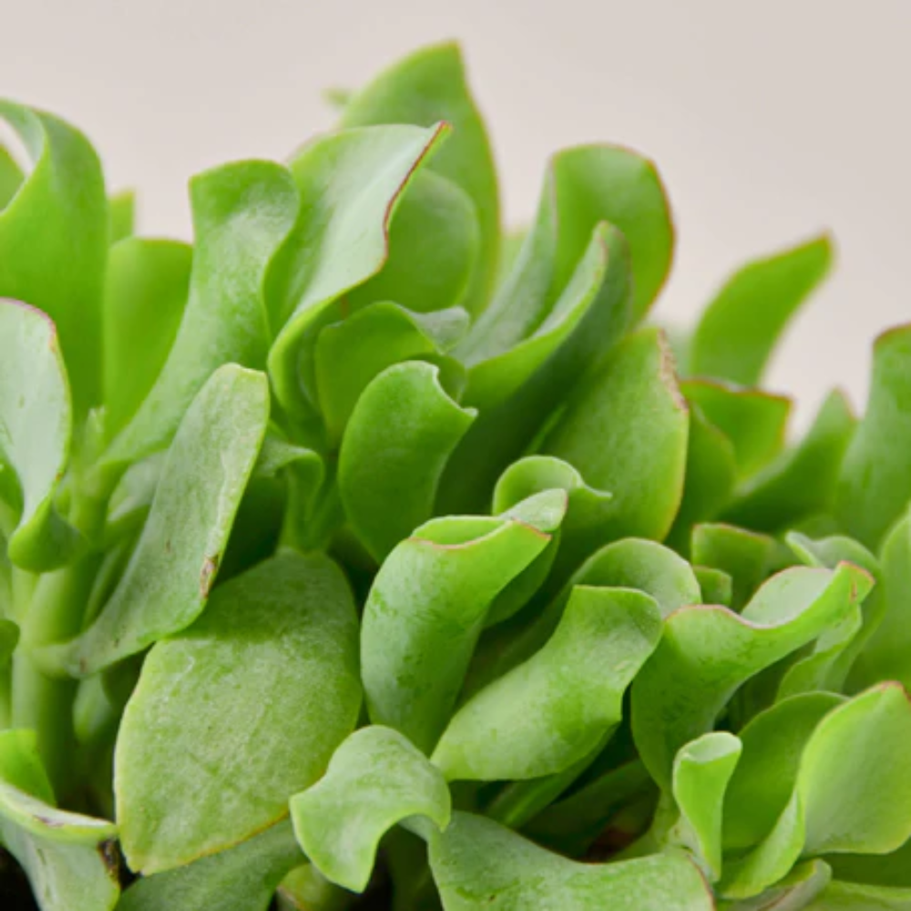 Plant Addicts Ripple Jade Plant - Thumbnail 2