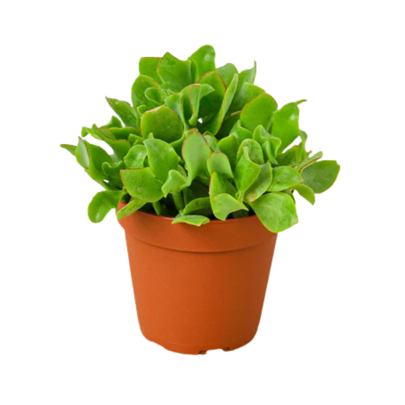 Plant Addicts Ripple Jade Plant
