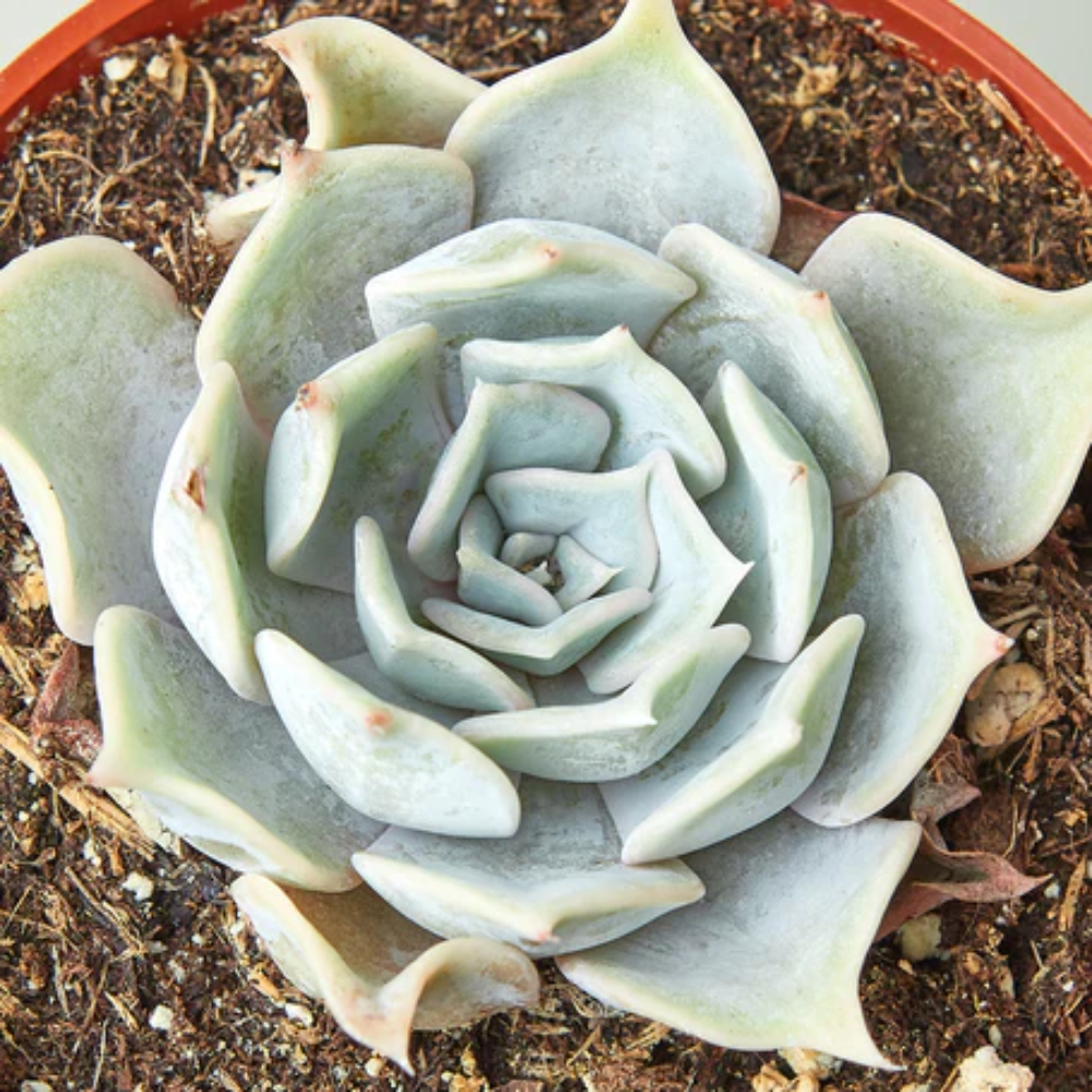 Echeveria Lilacina