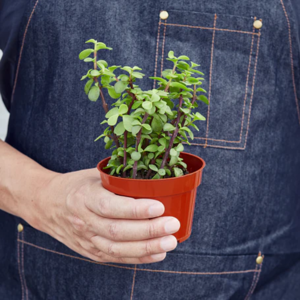 Plant Addicts Elephant Bush Succulent