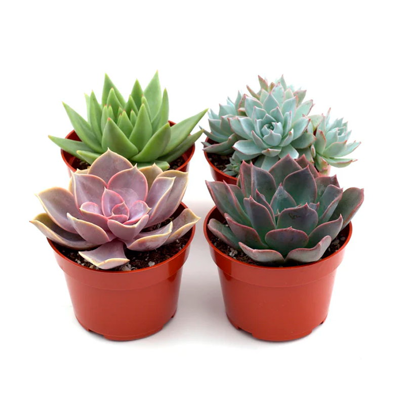 Plant Addicts Rosette Succulent
