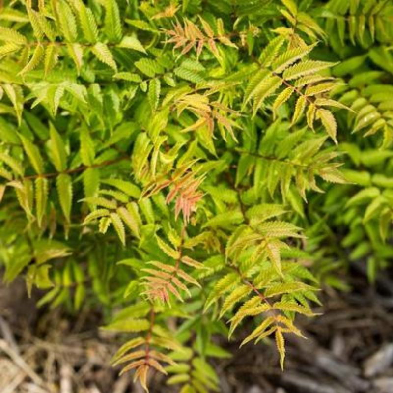 First Editions Sorbaria Ash Leaf Spirea - Thumbnail 4
