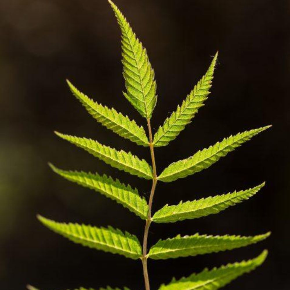 First Editions Sorbaria Ash Leaf Spirea