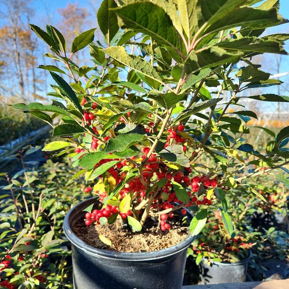 Red Sprite Winterberry | Plant Addicts