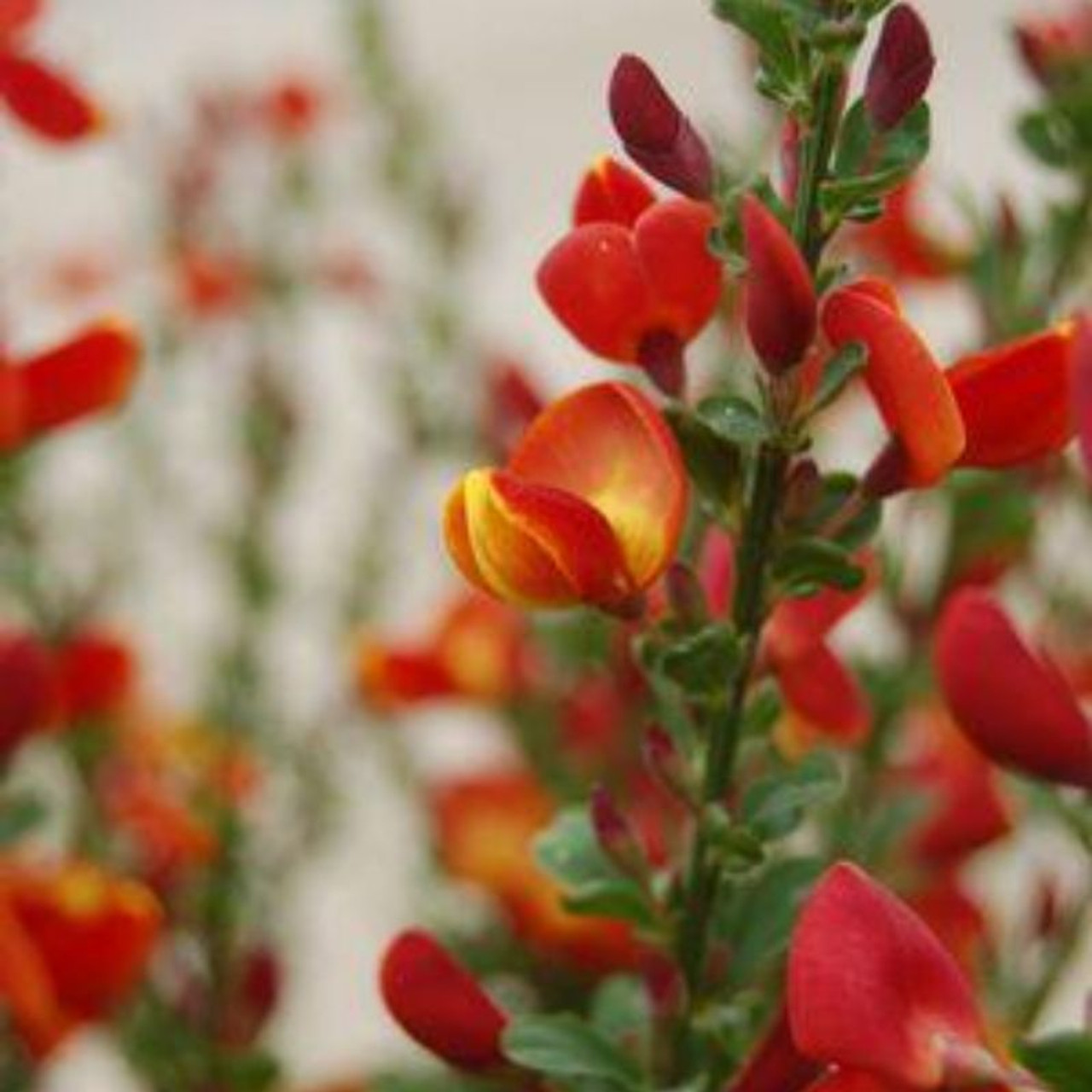 Image of Close-up of the flowers of Scotch broom lena