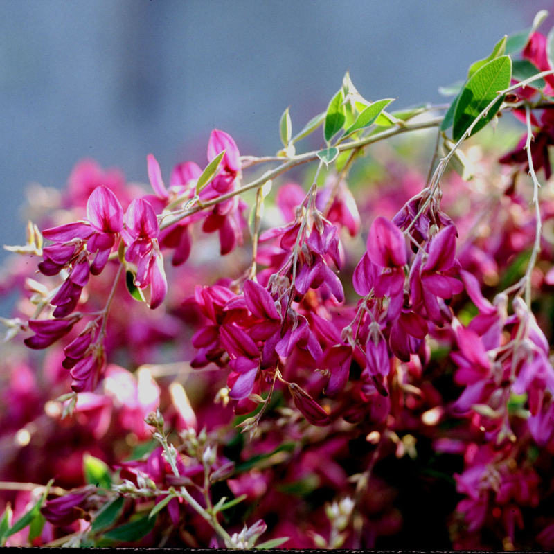 Gibraltar Bush Clover | Plant Addicts