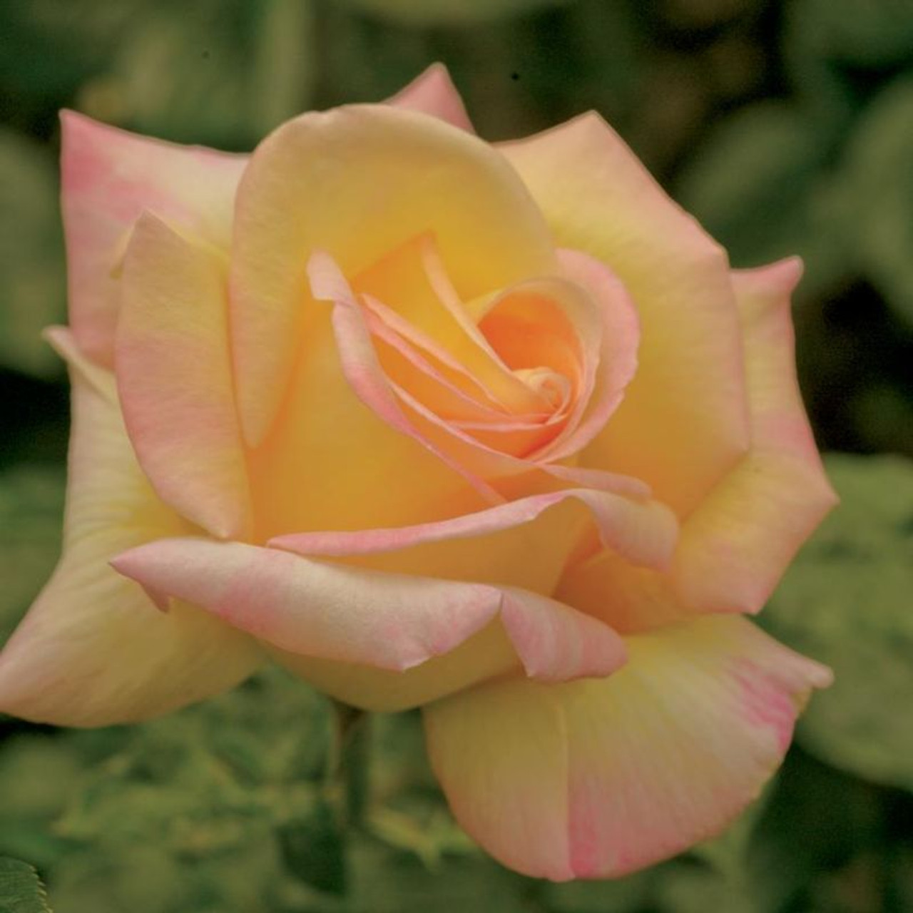 Peace Rose: Plant Care & Growing Guide