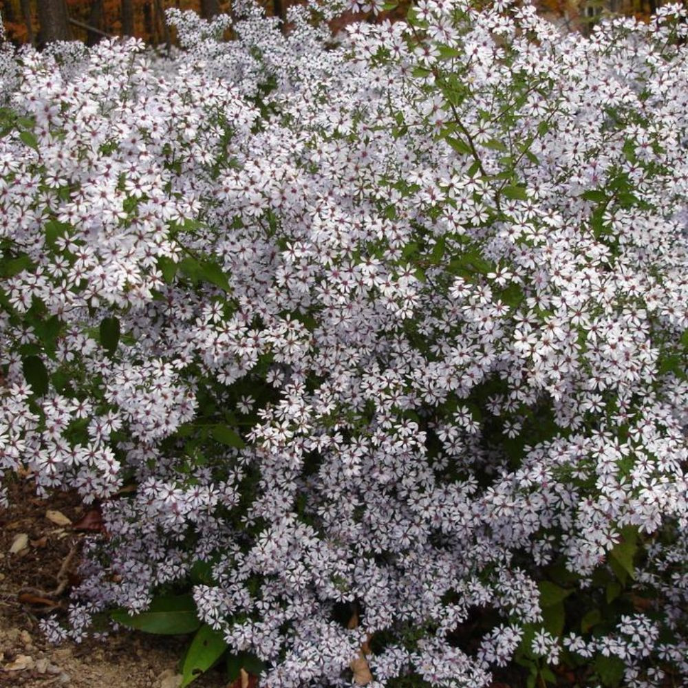 American Beauties Native Plants Wood Aster