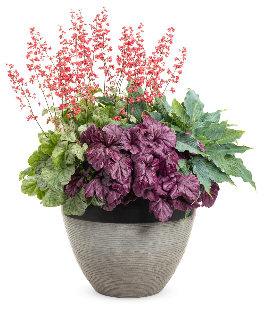 Dolce?? Wildberry Coral Bells Plant Addicts