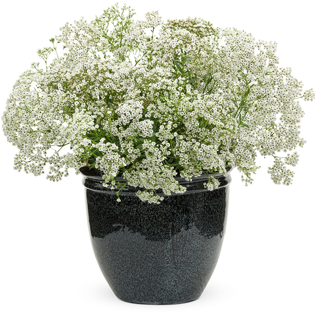 Baby's Breath: How to Plant, Grow, and Care for Baby's Breath Flowers  (Gypsophila)