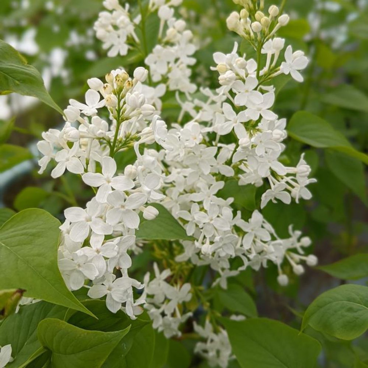 Betsy Ross Lilac | Plant Addicts