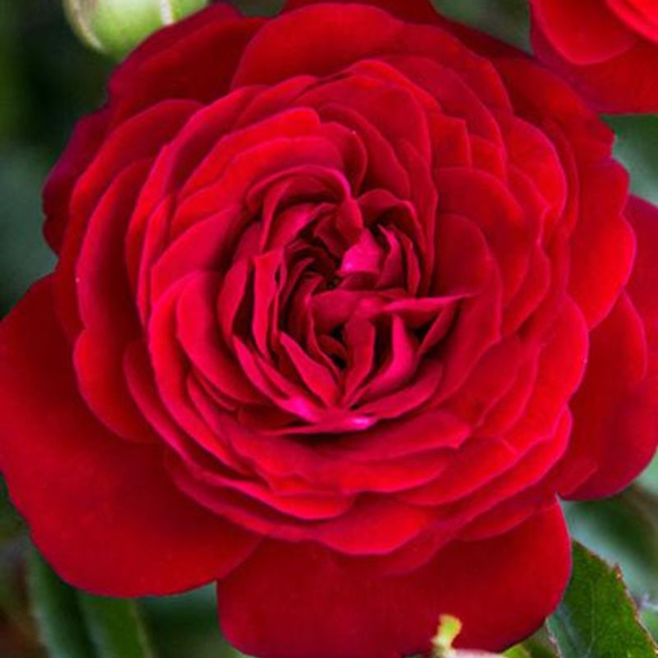 True Passion Hybrid Tea Rose