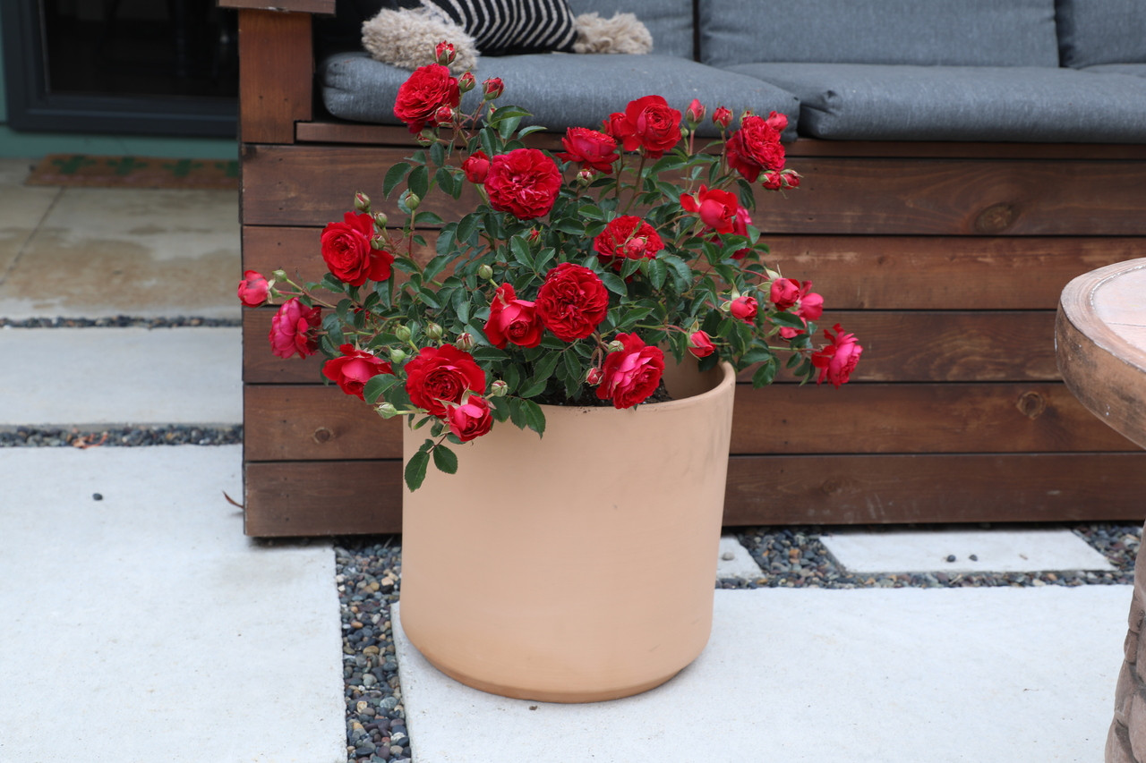 True Love™ Tea Rose | Plant Addicts