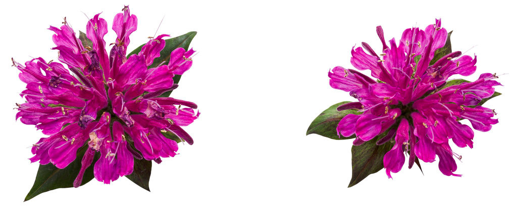 Proven Winners Pardon My Bee Balm - Thumbnail 4