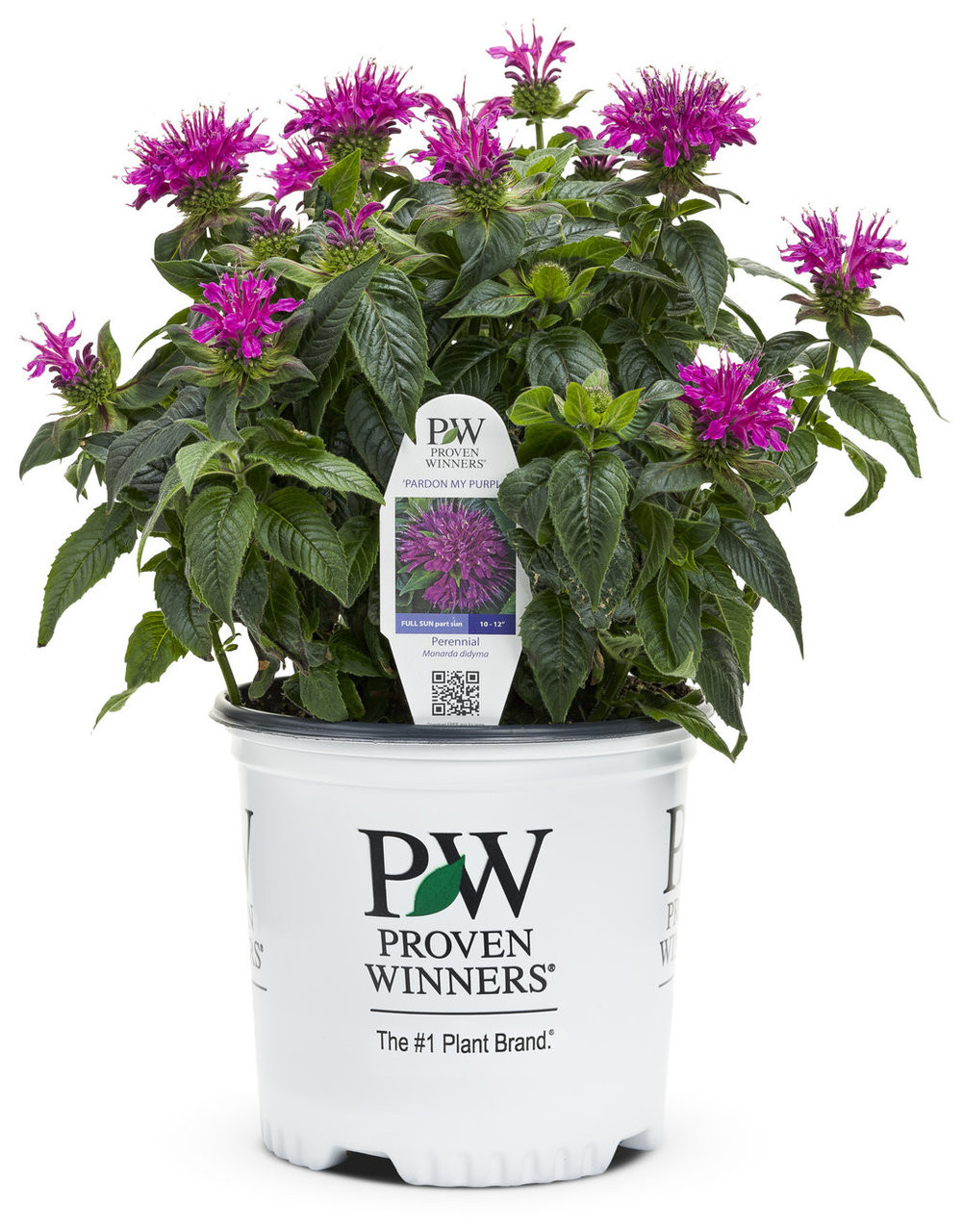 Proven Winners Pardon My Bee Balm - Thumbnail 2