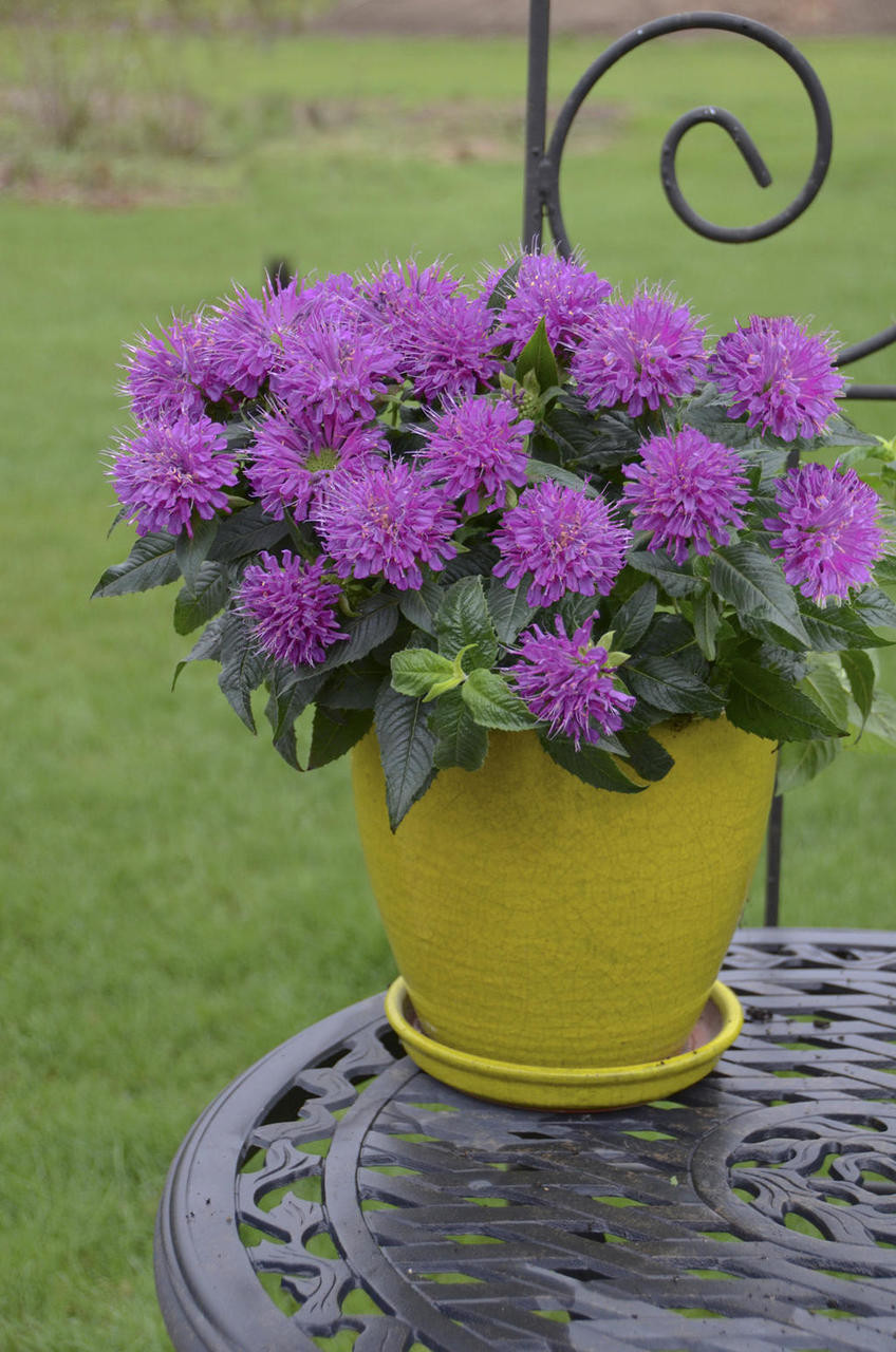 Proven Winners Pardon My Bee Balm - Thumbnail 5