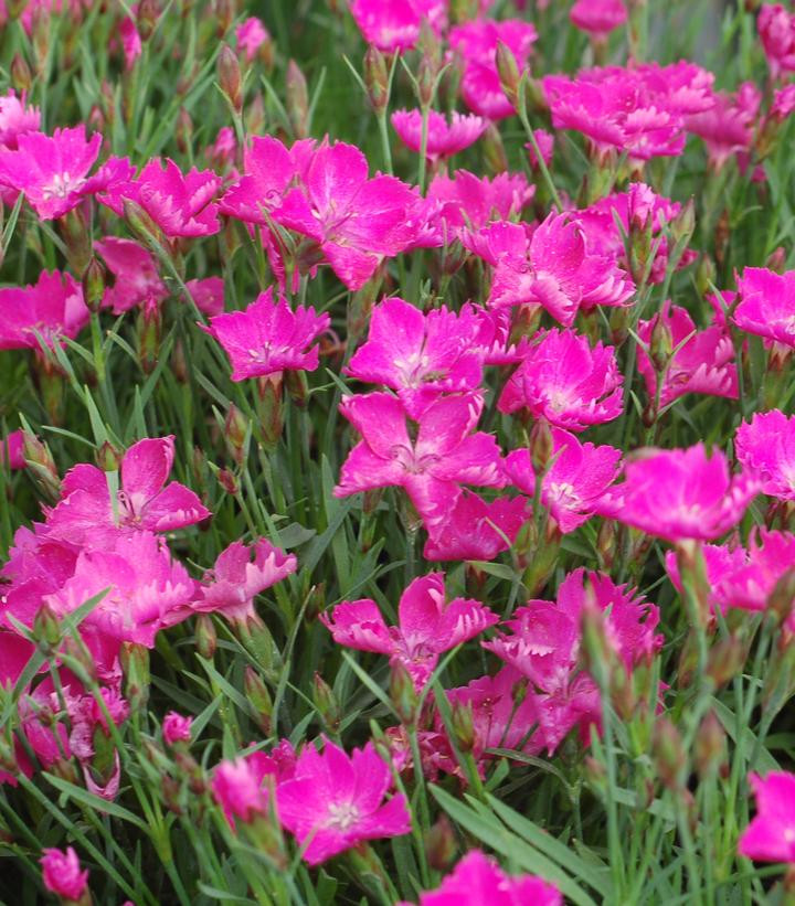 Kahori dianthus pink flowers for sunny edging