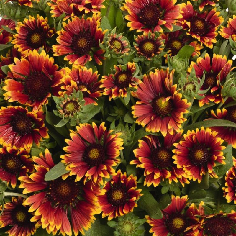 Plants that Work Spintop Blanket Flower