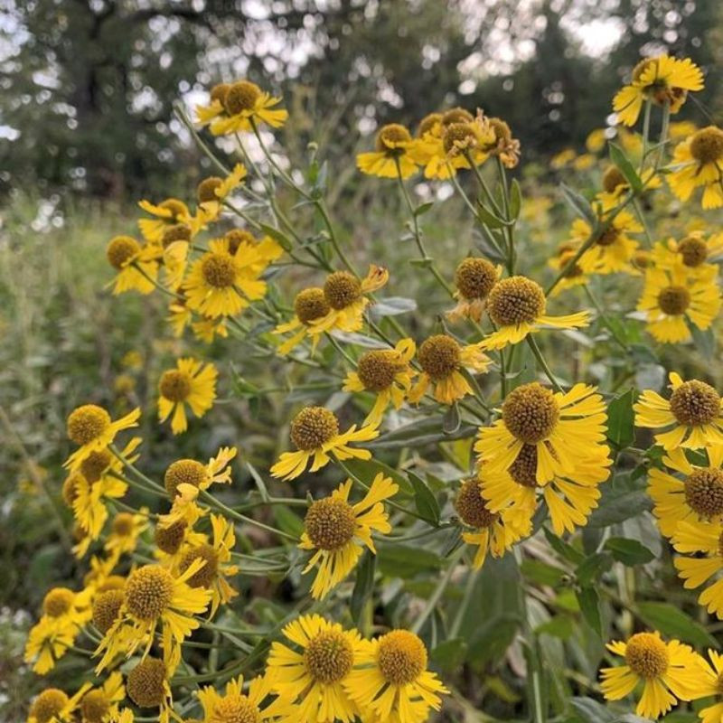 Common Sneezeweed