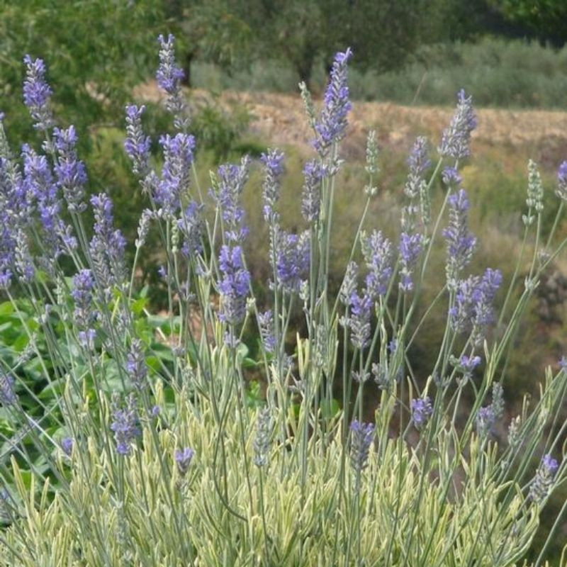 Plants that Work Lavender