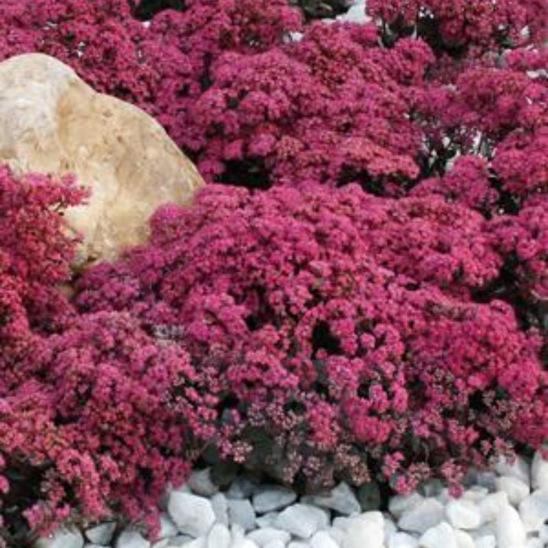 Sunsparkler Sedum Stonecrop - Thumbnail 2