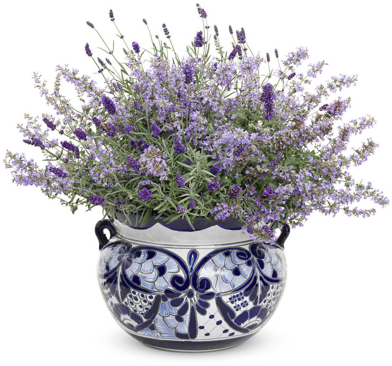 Cat S Meow Catmint Plant Addicts