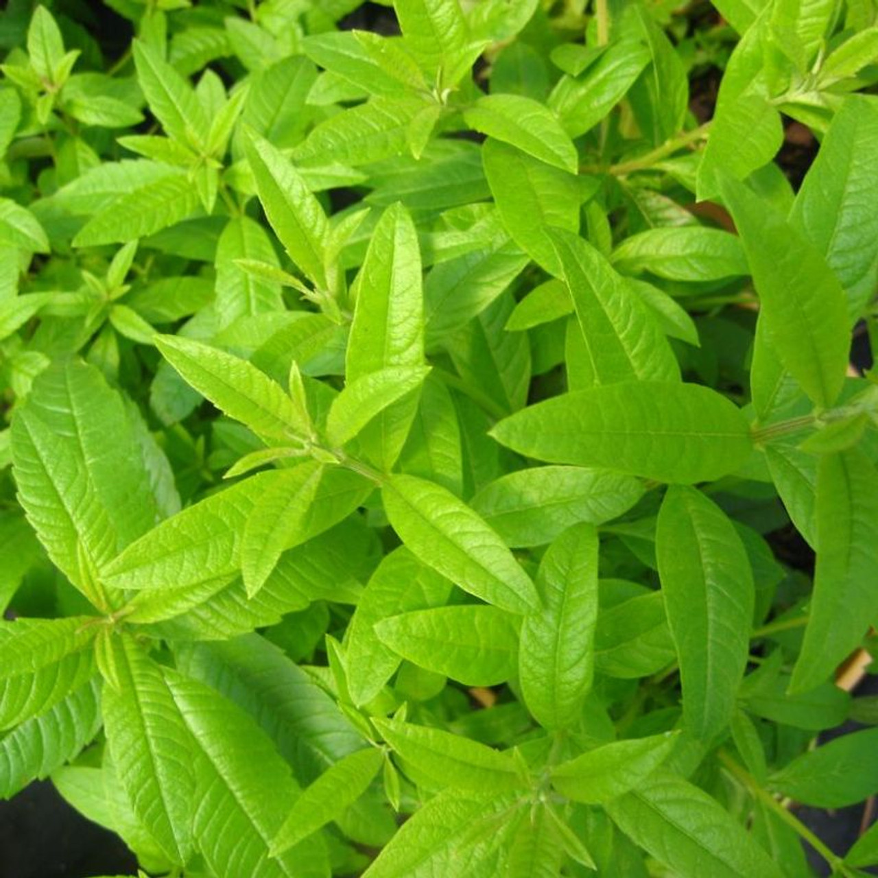 Lemon Verbena Plant