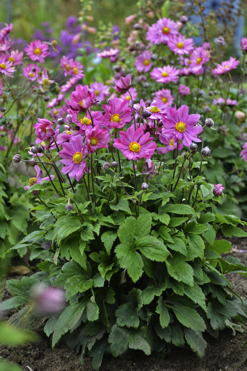 Curtain Call Deep Rose Japanese Anemone | Plant Addicts