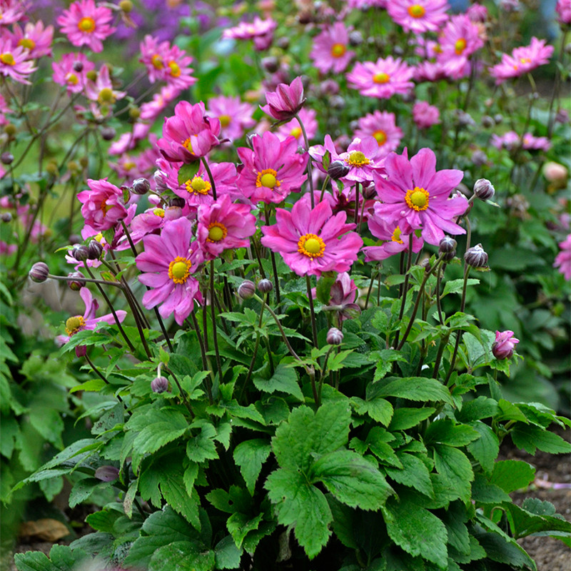 Curtain Call Deep Rose Japanese Anemone | Plant Addicts
