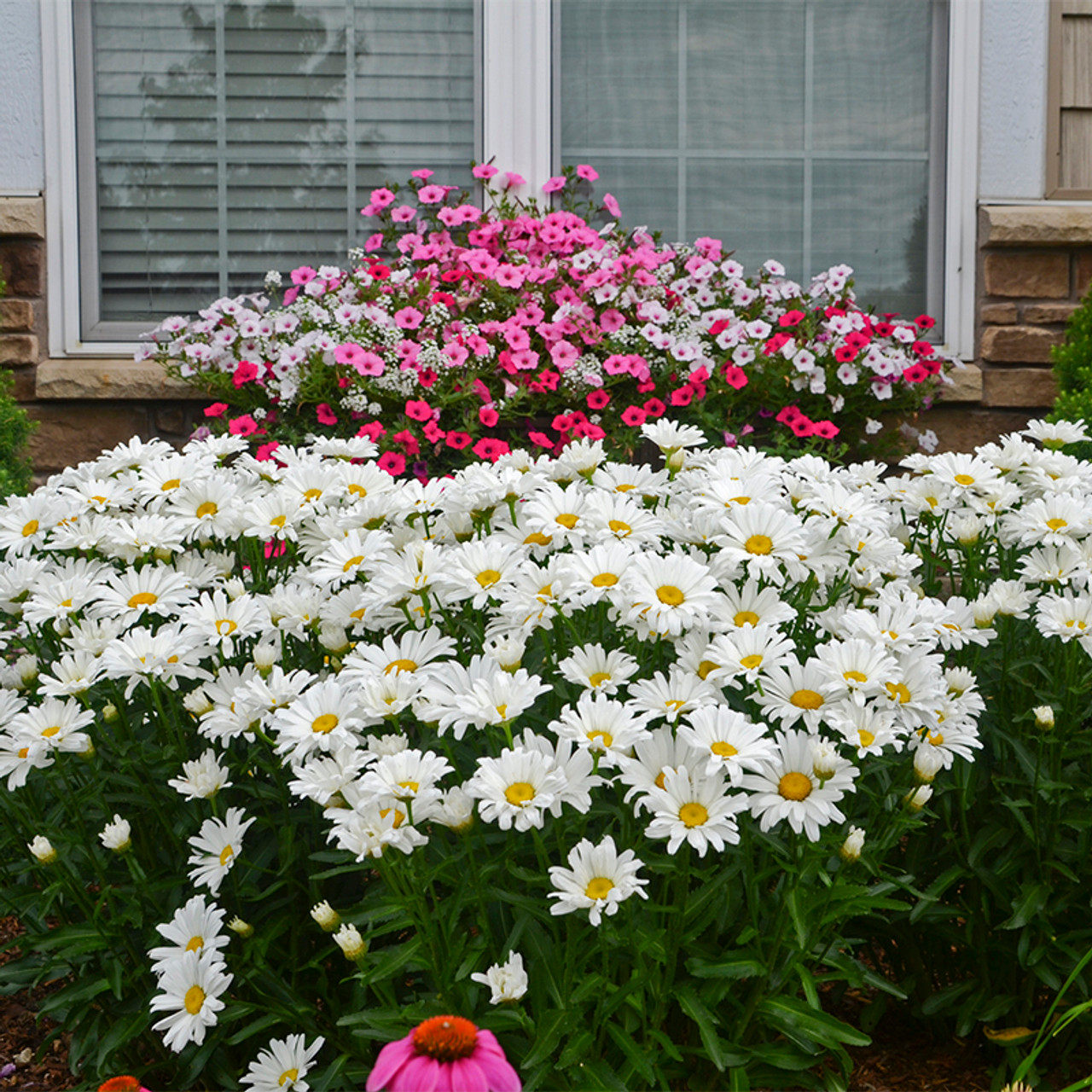 How to Grow a Shasta Daisy in Your Garden - Birds and Blooms