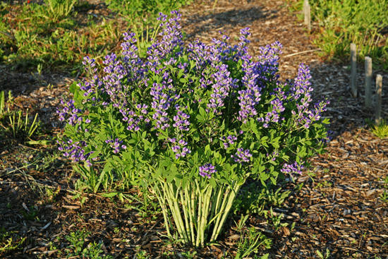 Decadence® Blueberry Sundae False Indigo Plant Addicts