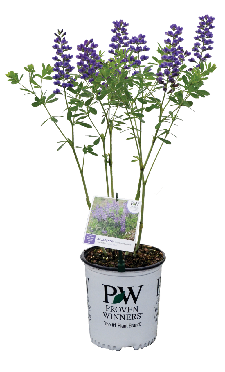 Decadence Blueberry Sundae False Indigo