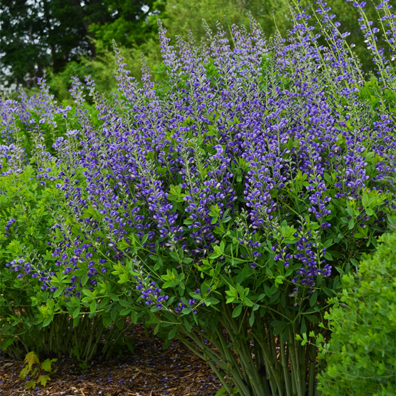 Proven Winners Decadence Blueberry Sundae False Indigo - Thumbnail 4
