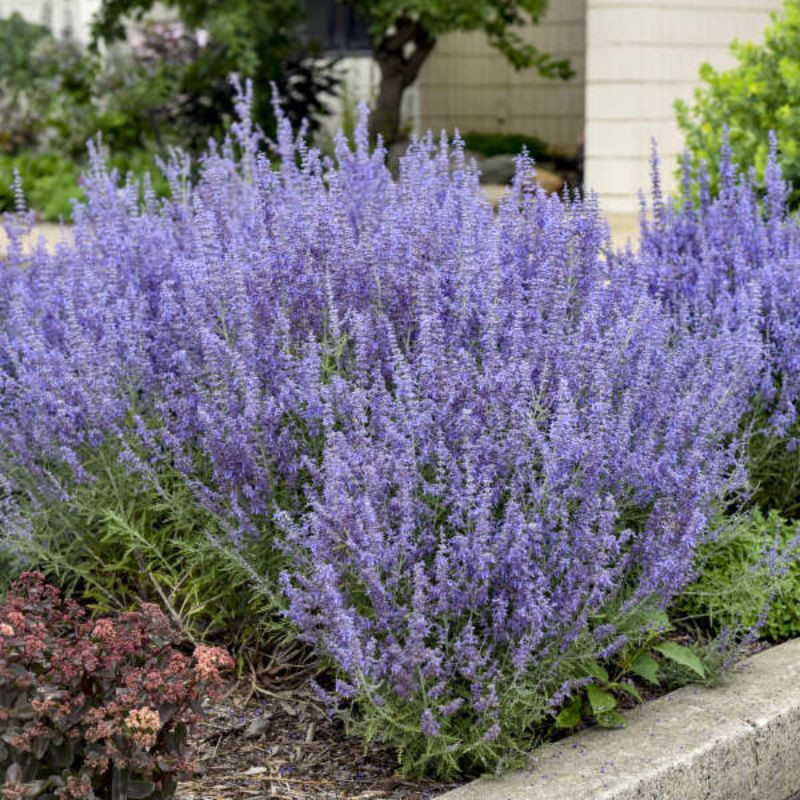 Proven Selections Russian Sage - Thumbnail 2