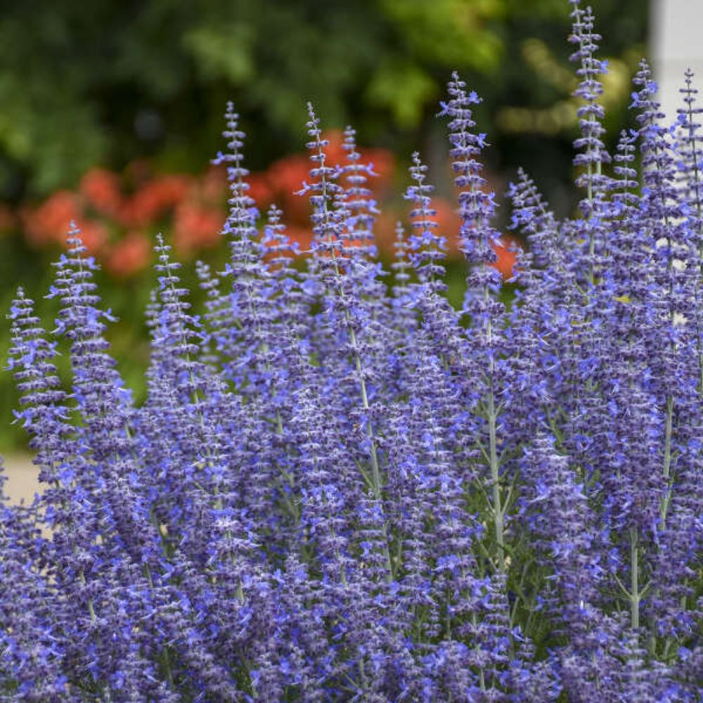 Proven Selections Russian Sage