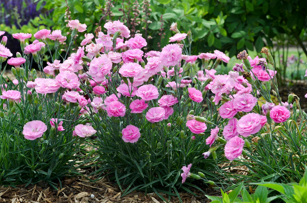 Fruit Punch® Sweetie Pie Pinks Dianthus | Plant Addicts