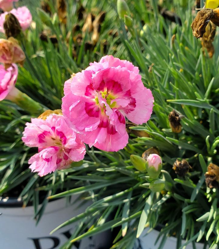 Fruit Punch® Sweetie Pie Pinks Dianthus | Plant Addicts