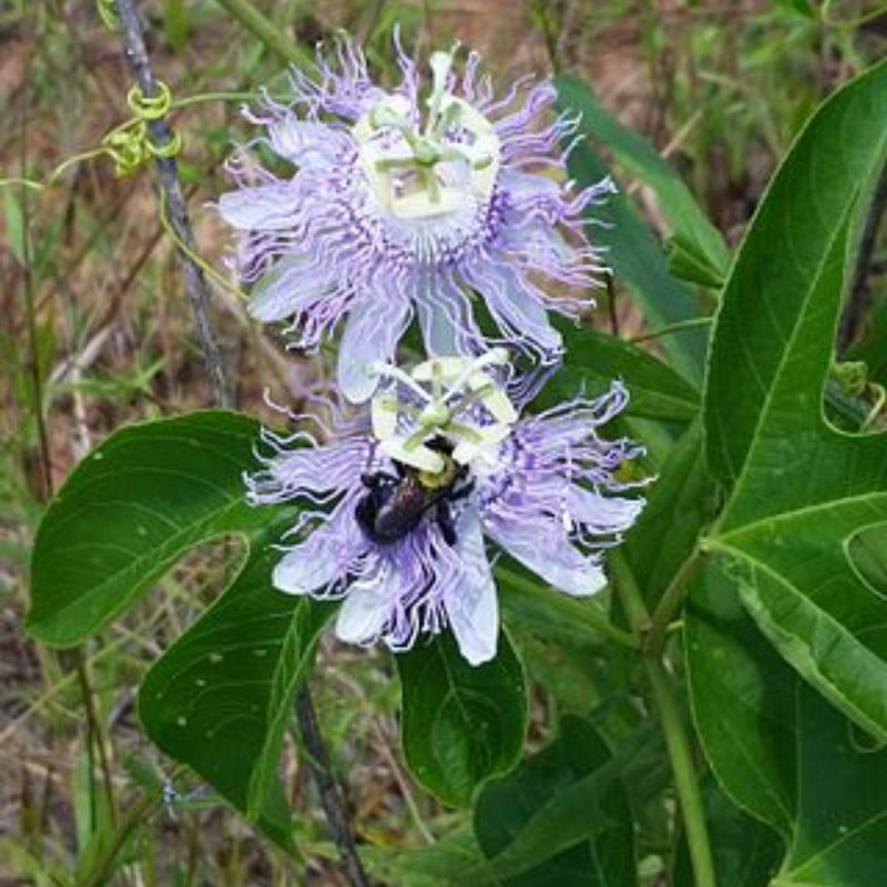 Maypop Purple Passionflower Plant Addicts