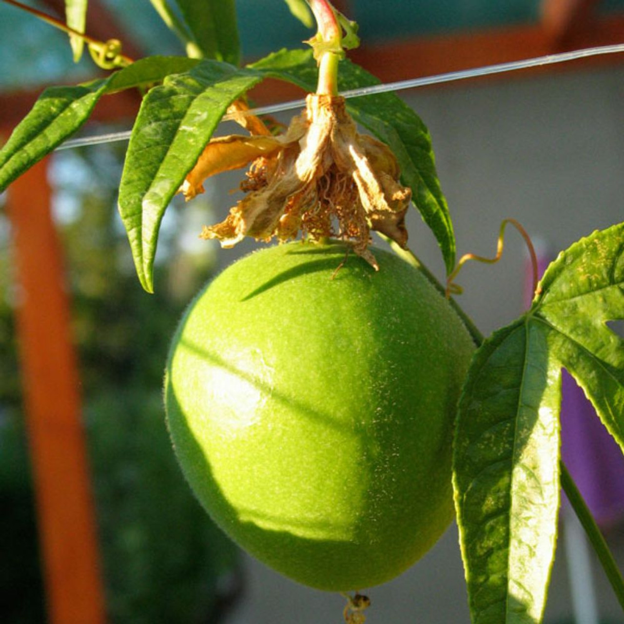 Maypop Purple Passionflower Plant Addicts