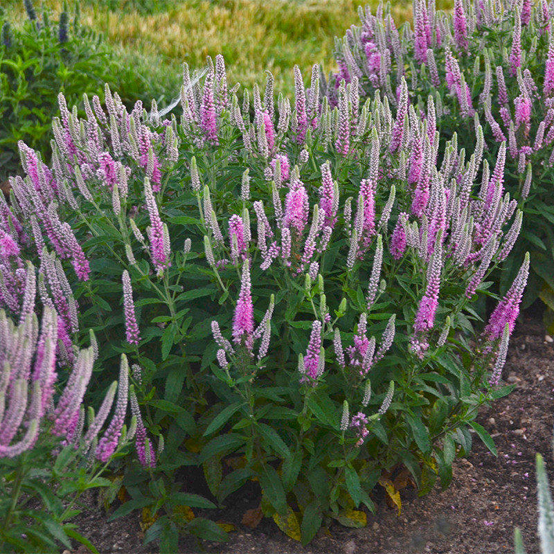 Magic Show® Pink Potion Spike Speedwell | Plant Addicts