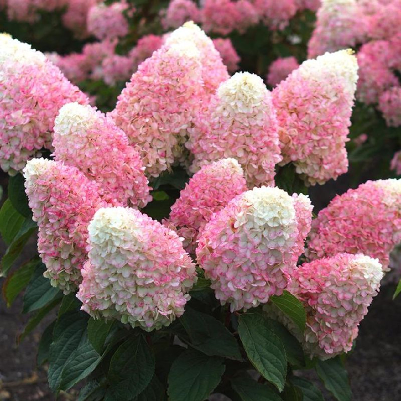 pink hydrangea