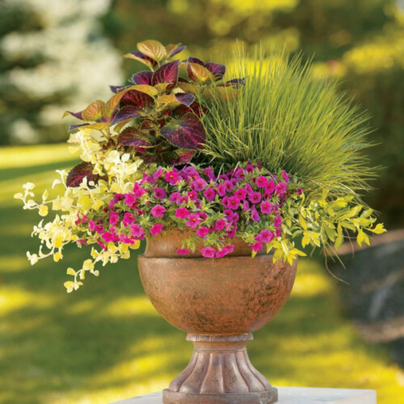 Tuffted Hair Grass | Plant Addicts