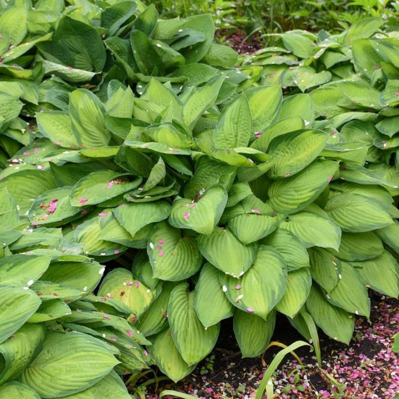 Plant Addicts Gold Standard Hosta - Thumbnail 2