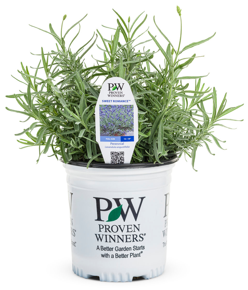 Sweet Romance Lavender (Lavandula)