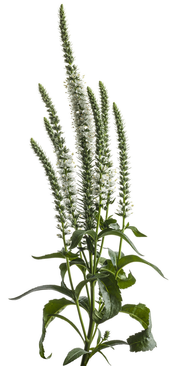 Magic Show 'White Wands' Spike Speedwell (Veronica)