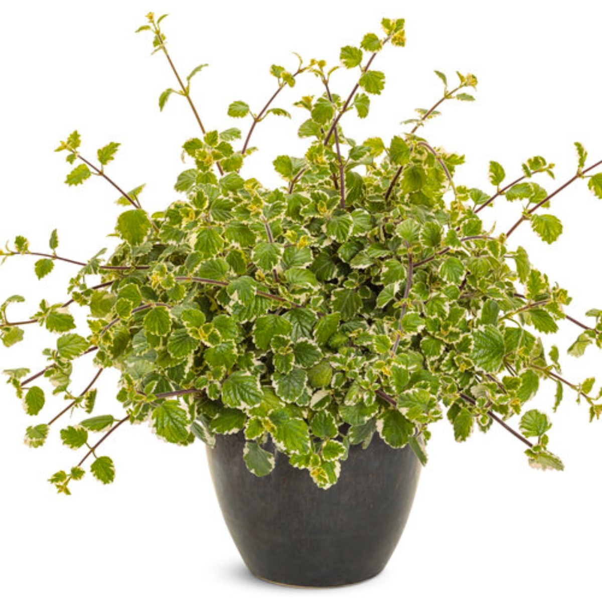 Proven Accents Swedish Ivy - Thumbnail 4