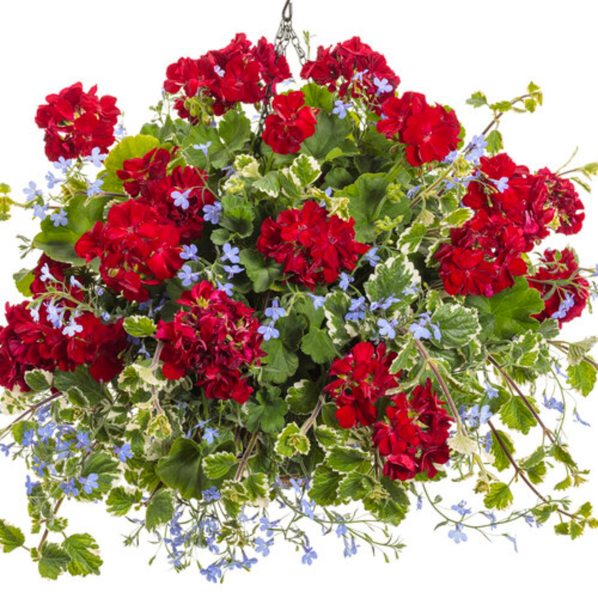 Proven Accents Swedish Ivy