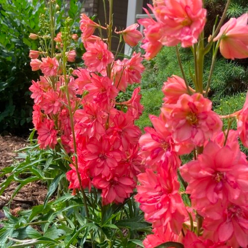 Proven Winners Delphinium