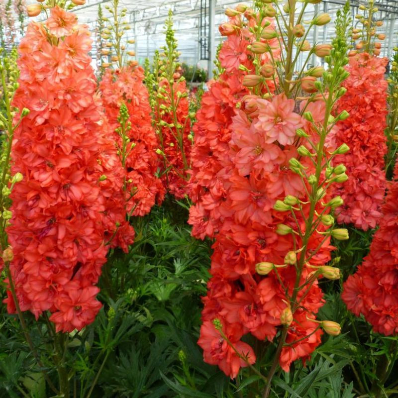 Proven Winners Delphinium - Thumbnail 2